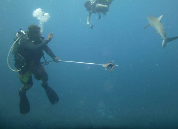 Alimentando tubarões com lion fish durante mergulho em Providencia, ilha colombiana no Caribe